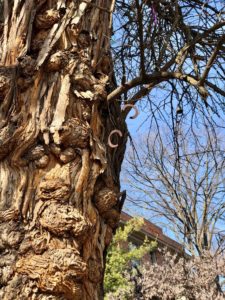 the witches tree