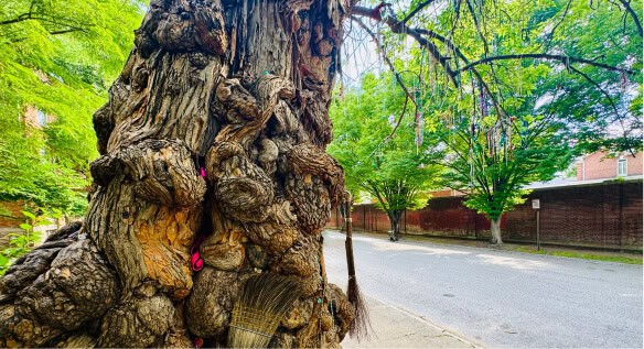The Witches' Tree, a gnarled landmark at Sixth and Park in Old Louisville.
