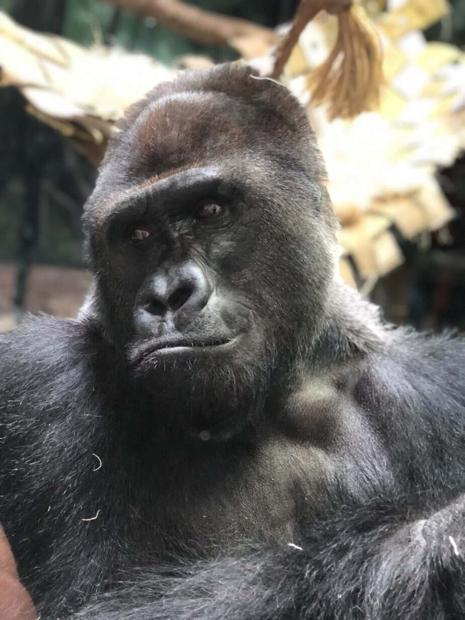 Western lowland gorilla at the Louisville Zoo, home of Boo at the Zoo each October.